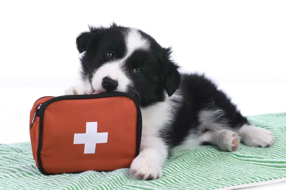 Dolce cucciolo di Border Collie con una borsa per pronto soccorso cane.