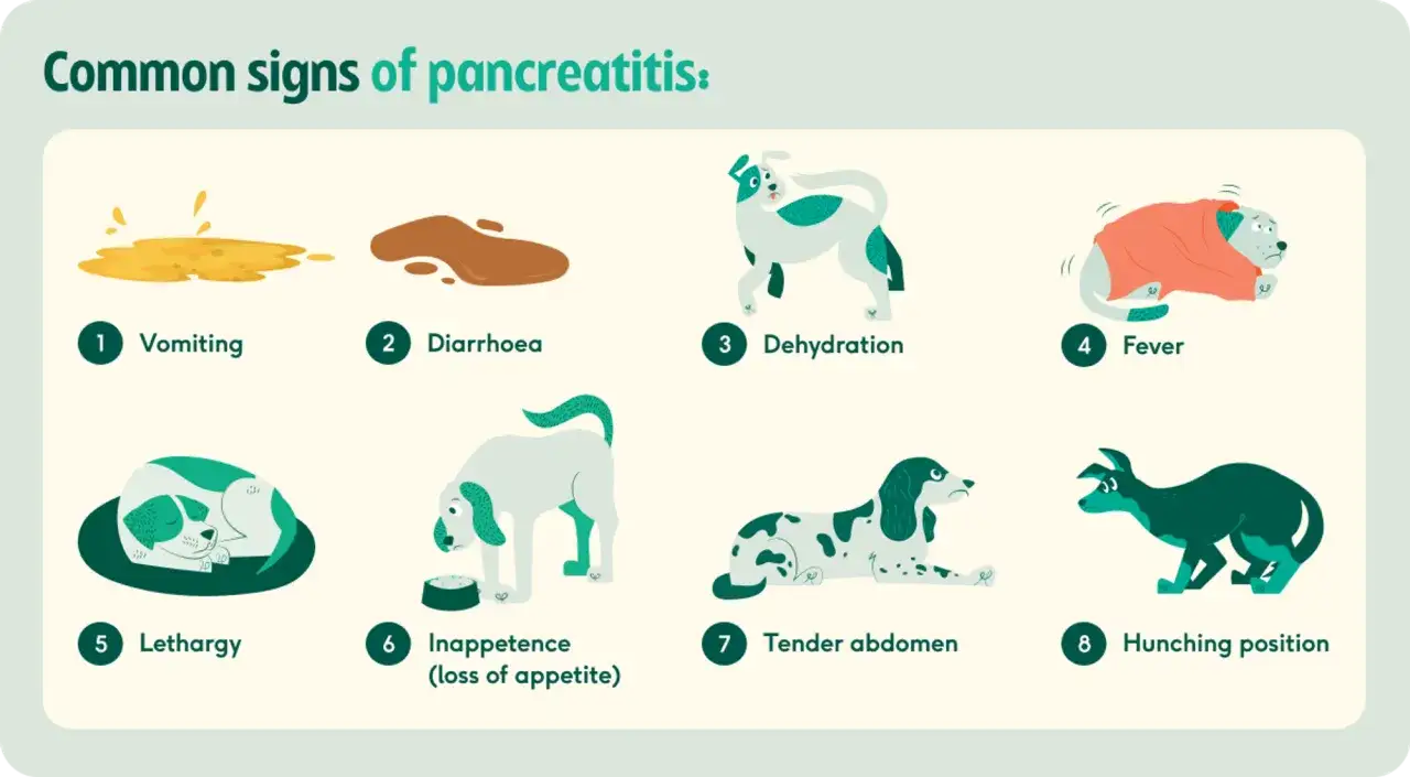 Illustrazione dei sintomi comuni di pancreatite nel cane: vomito, diarrea, disidratazione, febbre, letargia, inappetenza, addome dolente, posizione incurvata.