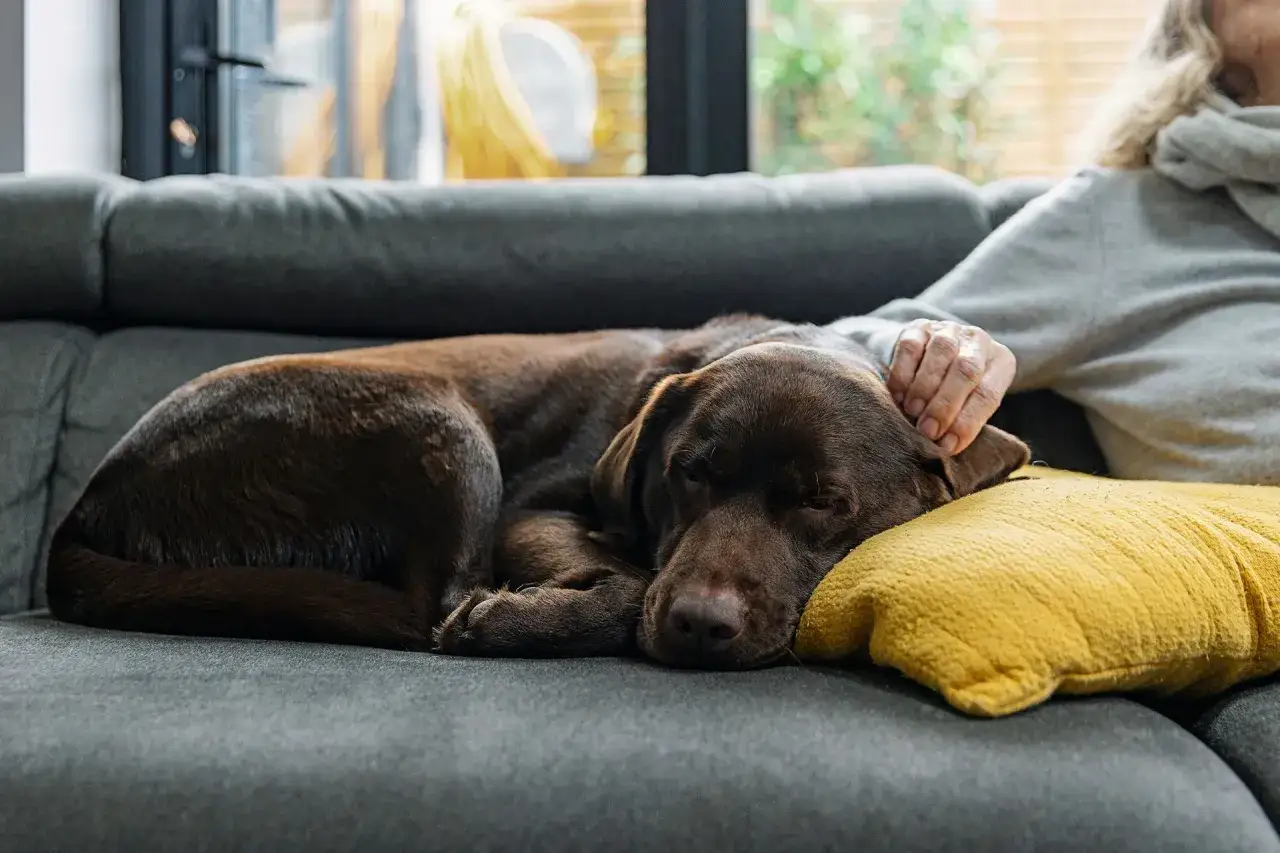Un cane marrone si sdraia sul divano, appoggiando la testa su un cuscino giallo. La sua mano accarezza dolcemente il cane, che sembra lamentarsi quando si sdraia.