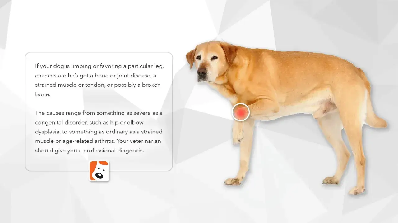 Cane labrador con un cerchio rosso sulla zampa anteriore, indicativo di dolore o infiammazione, come nell'osteomielite cane.