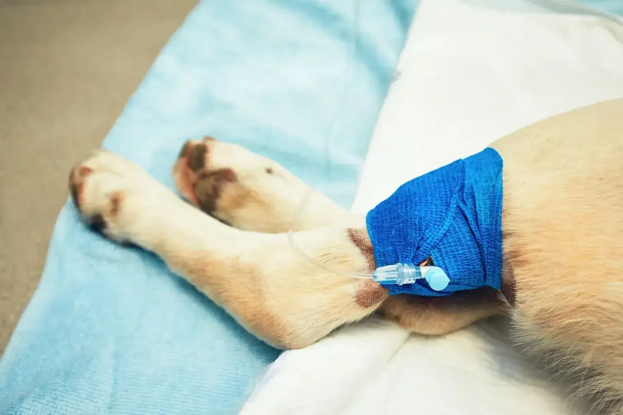 Zampona di cane con flebo, in attesa di guarigione dopo una frattura. I tempi di recupero variano.