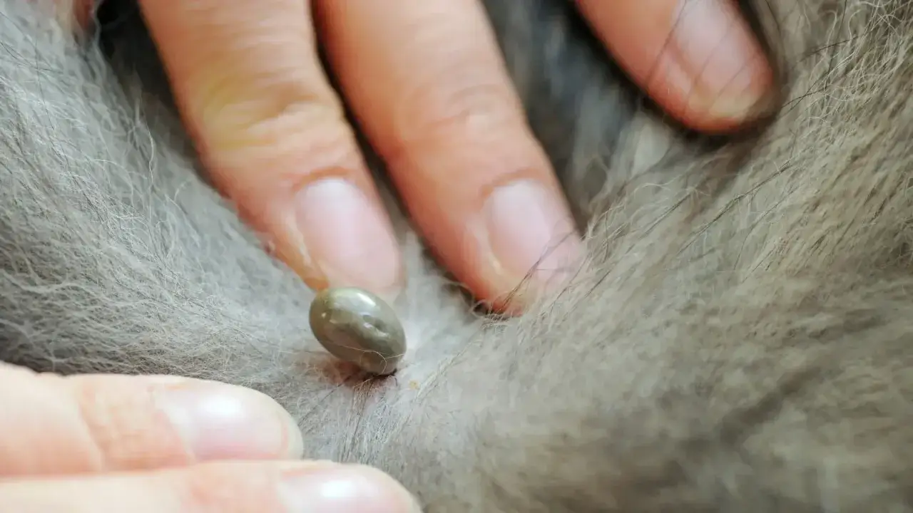 Dita che afferrano una zecca sul pelo di un cane. Guida su come togliere una zecca al cane in modo sicuro.