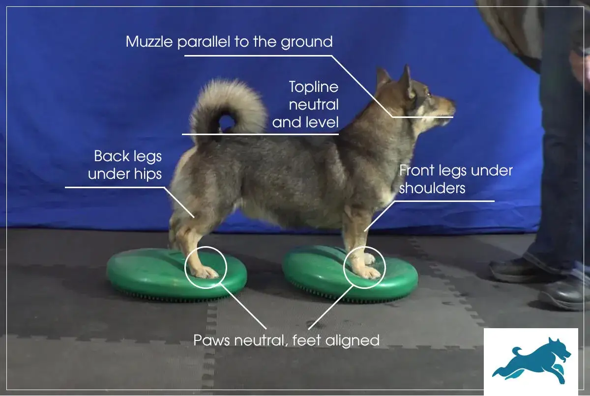 Cane in posizione corretta per la fisioterapia per cani, con zampe anteriori sotto le spalle e posteriori sotto i fianchi, su dischi propriocettivi.