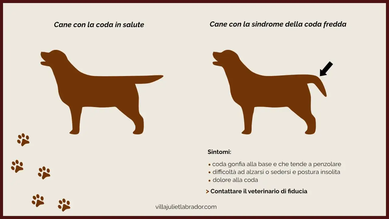 Cane con la coda sana e cane con sindrome della coda fredda, con sintomi come coda gonfia e dolore. Attenzione all'infezione coda cane.
