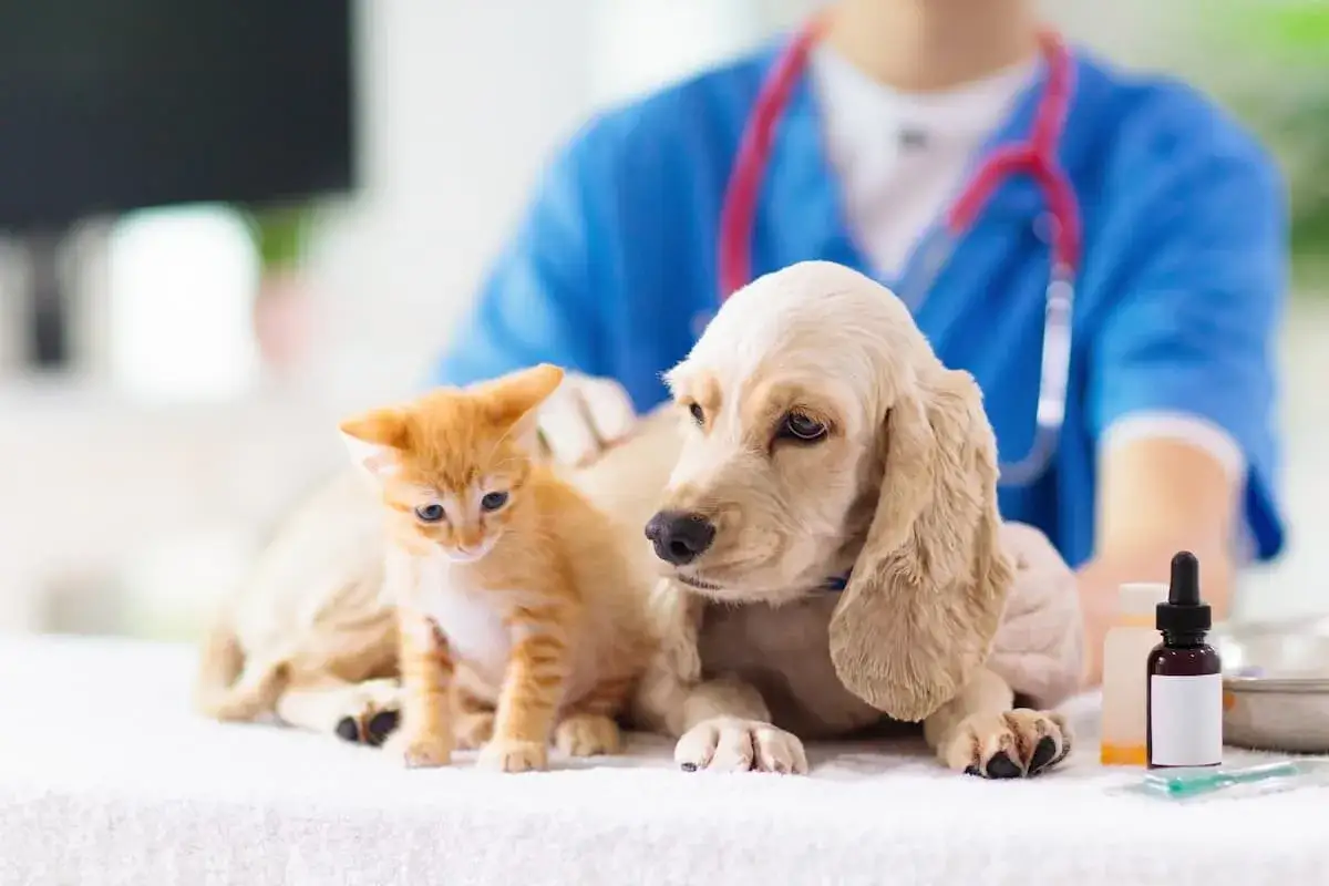 Un gattino arancione e un cucciolo di cane sono vicini, mentre un veterinario in camice blu esegue la sverminazione del cane.