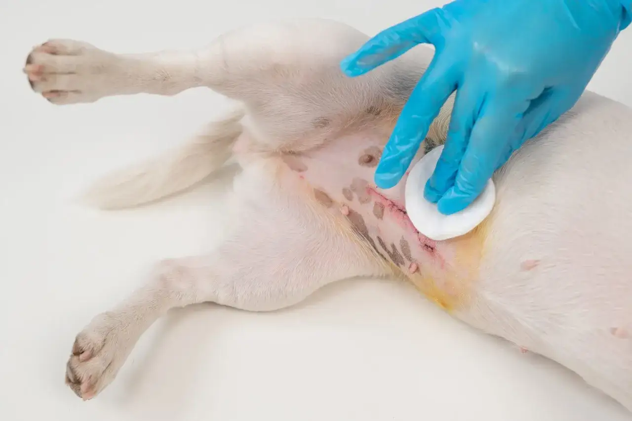 Mano con guanto blu pulisce la ferita post-operatoria di una cagnolina, segno di sterilizzazione cane femmina.