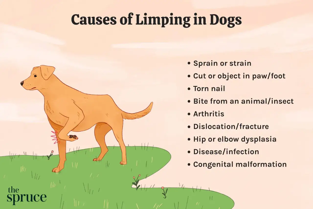 Cosa fare se il cane zoppica: cause come distorsioni, ferite, artrite o displasia. Immagine illustra le possibili ragioni del suo zoppicare.