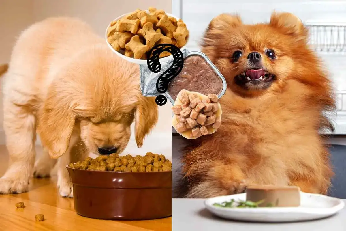 Cucciolo mangia crocchette, un altro cane guarda umido. Meglio crocchette o umido per cani? La scelta &egrave; difficile!