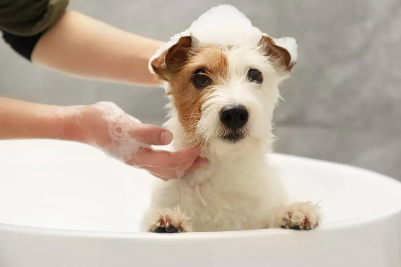 Un cane bianco e marrone riceve un bagno schiumoso nella vasca. &Egrave; il momento perfetto per lavare il cane e farlo sentire pulito e profumato.