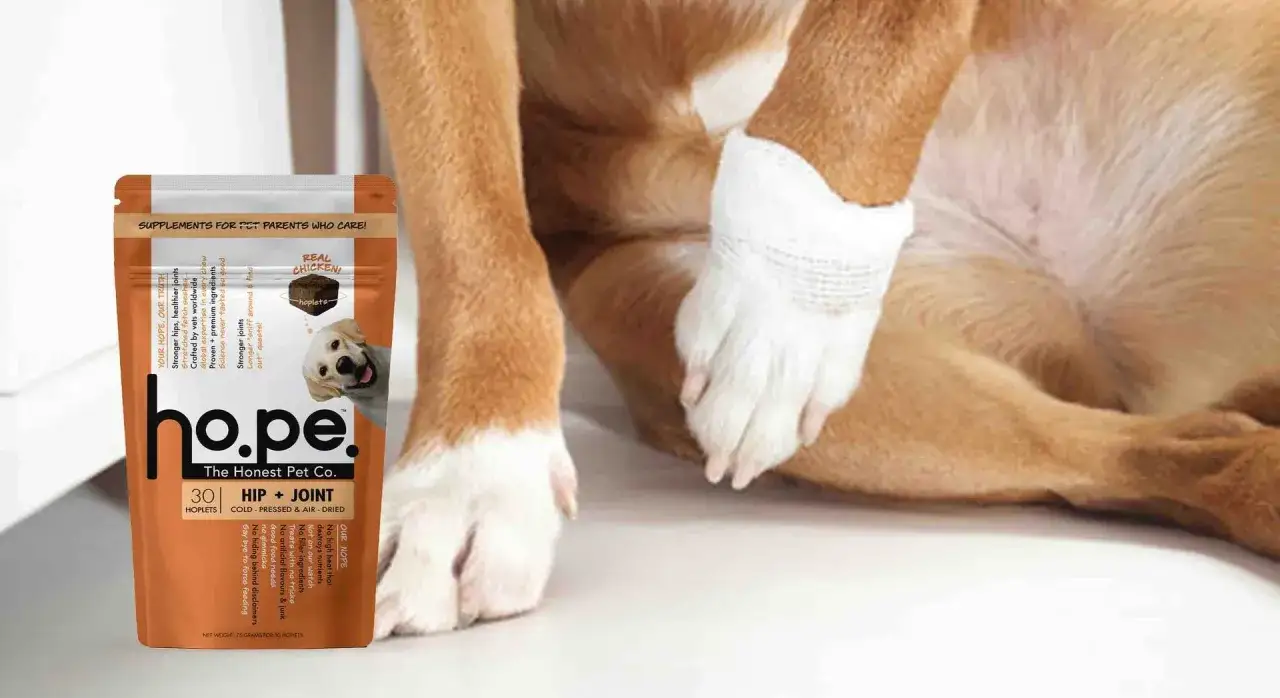 Il mio cane zoppica ma corre, grazie a questi integratori per le articolazioni. La zampa &egrave; fasciata, ma la voglia di giocare &egrave; intatta.
