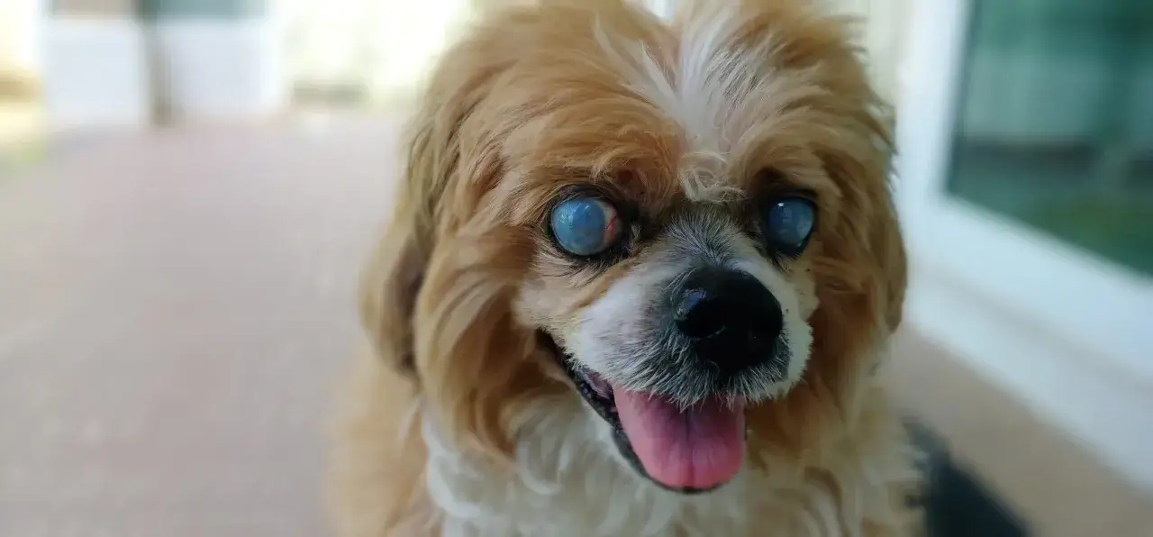 Un cane con occhi azzurri opachi, probabilmente a causa del glaucoma, guarda con la lingua fuori.