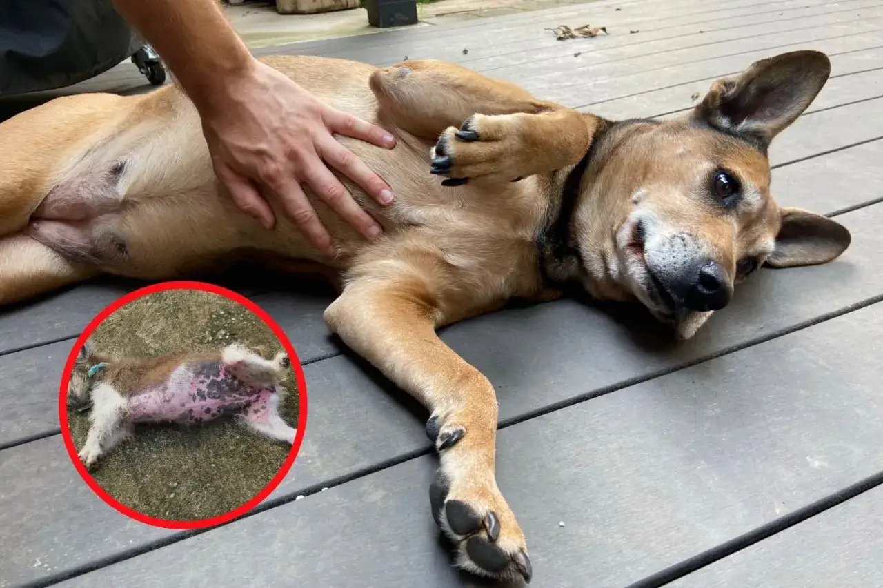 Cane con aria nella pancia, un problema comune per cui si cercano rimedi naturali.