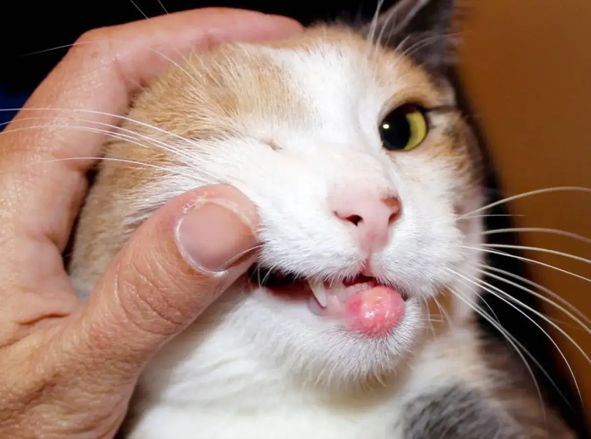 Gatto con un nodulo rosa sulla bocca, possibile granuloma eosinofilo.