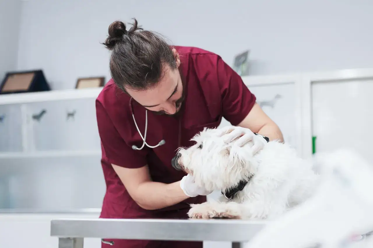 Veterinario visita un cane bianco, forse per valutare la necessit&agrave; di un antibiotico per cimurro cane.