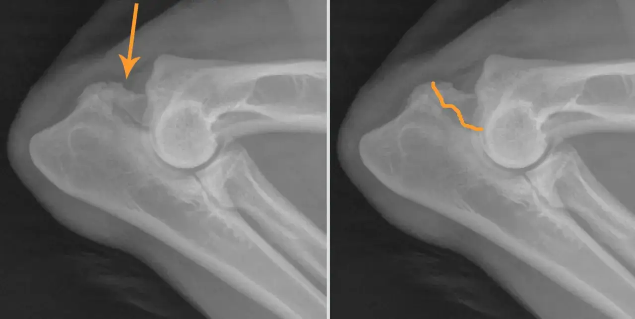 Radiografie del gomito di un cane: a sinistra, freccia arancione indica la lussazione del gomito; a destra, contorno arancione evidenzia la posizione corretta.