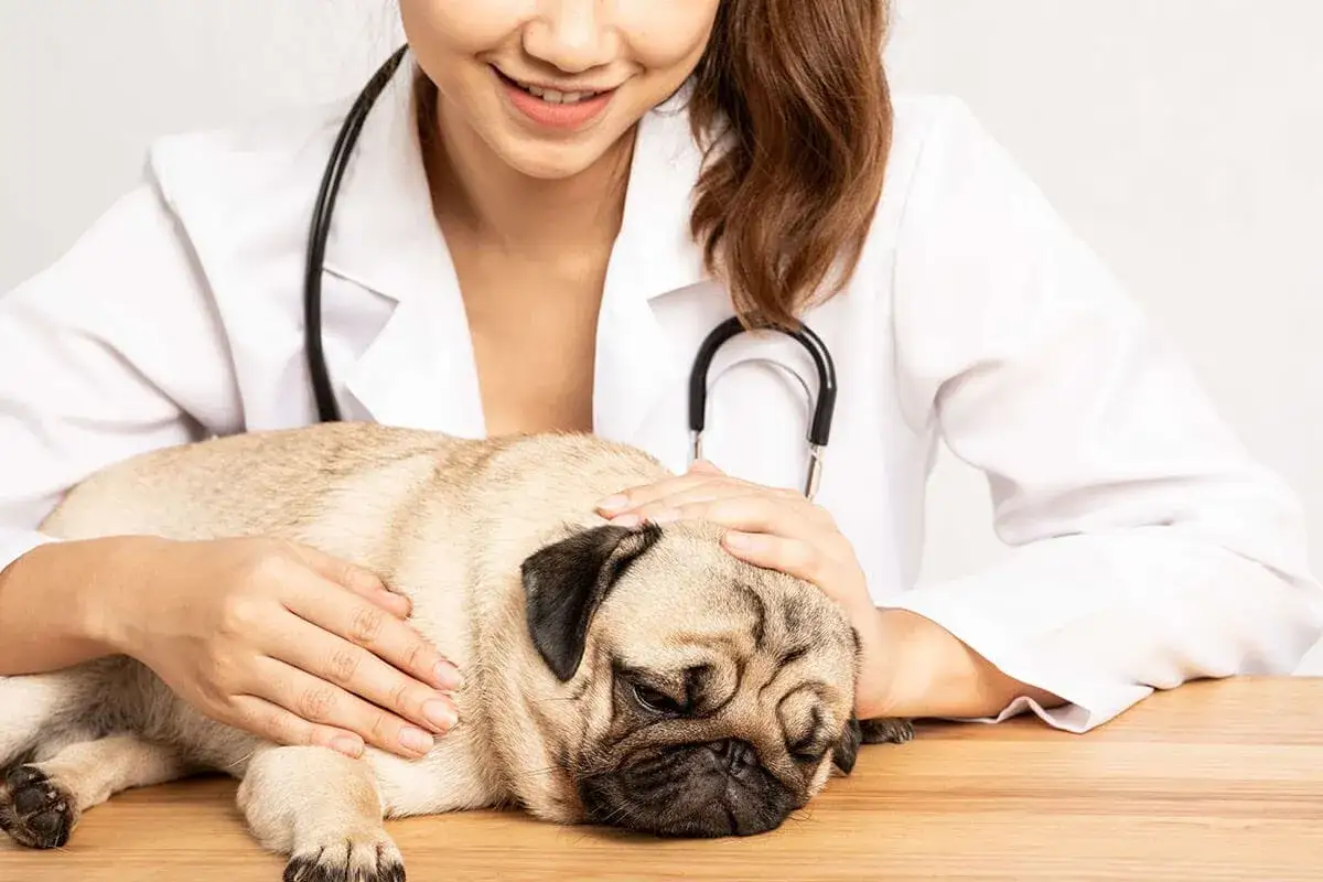 Veterinaria conforta un carlino con nausea, cercando rimedi.