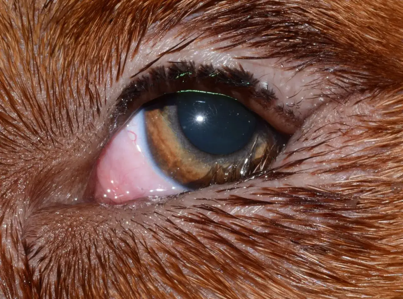Occhio di cane con entropion, palpebra arrossata e ciglia che irritano la cornea.