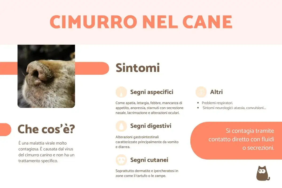 Il cimurro nel cane: sintomi, cause e contagio. L'immagine mostra il naso di un cane, con dettagli sui sintomi della malattia.