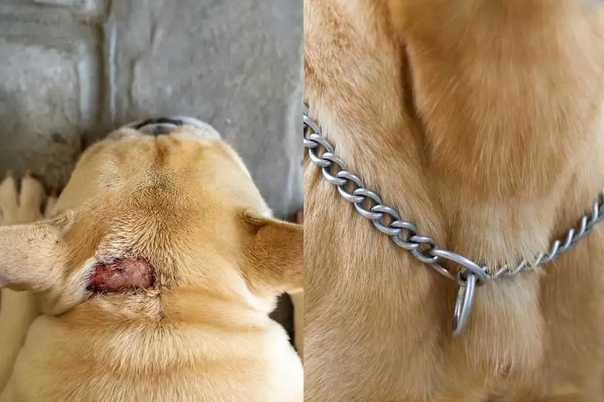 Cane con ferita sul collo, forse una cisti dermoide. A destra, il suo collare a catena.