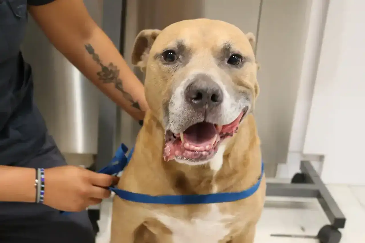 Un cane con una leggera paresi facciale, forse dovuta a un problema neurologico, viene preparato con un'imbracatura blu.