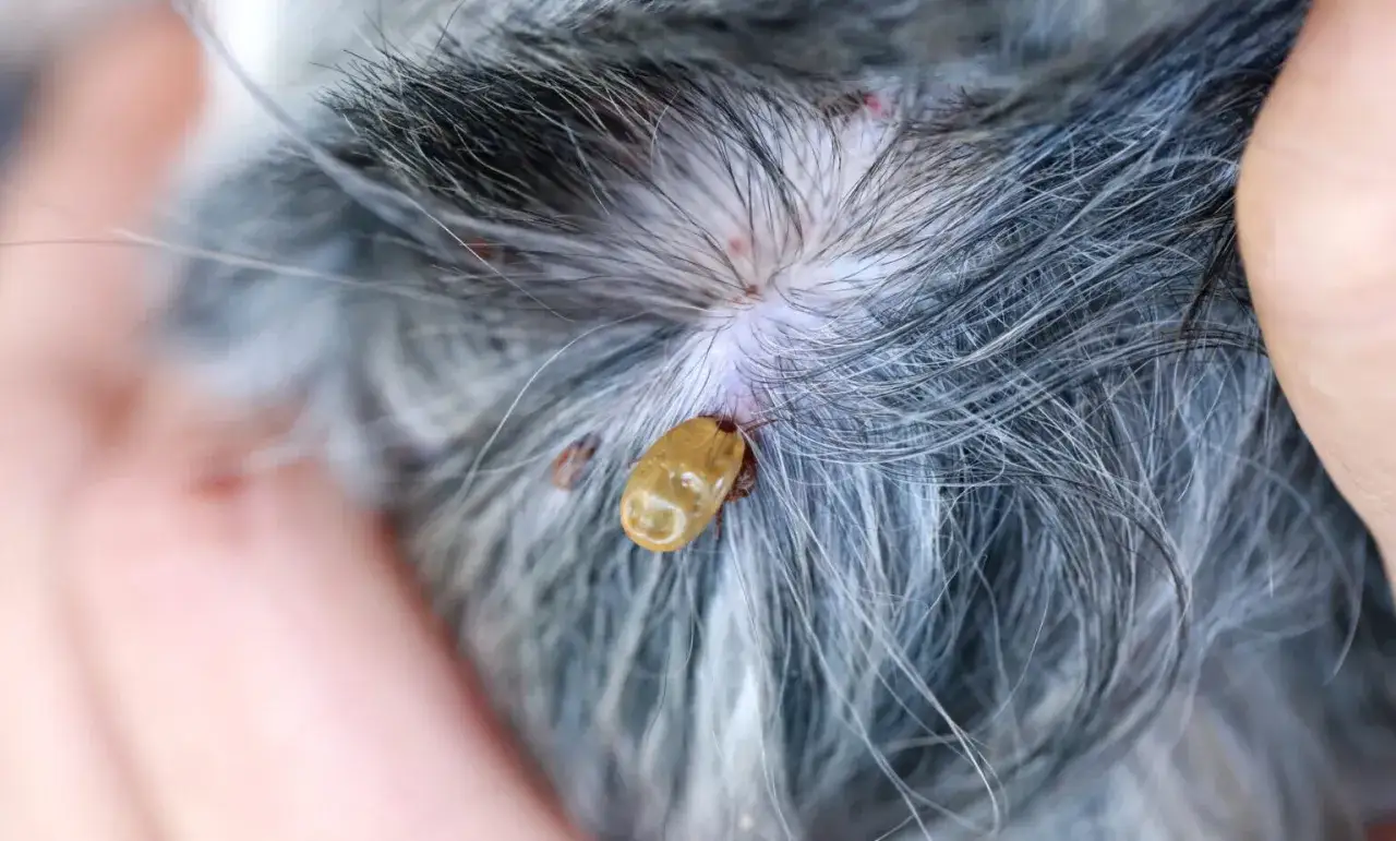 Zecche, insetti piccolissimi neri, si nutrono sul pelo di un cane.