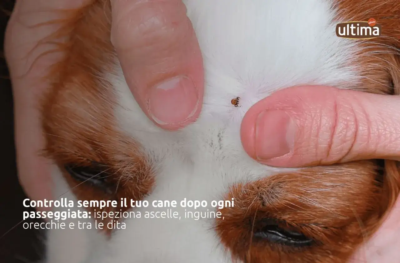 Un dito solleva il pelo di un cane per mostrare una zecca, un potenziale vettore di erlichiosi cane. Controlla il tuo cane dopo ogni passeggiata.