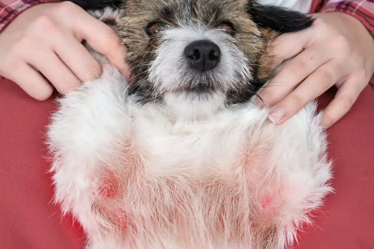 Mani che accarezzano un cane con evidente dermatite da pulci sull'addome.