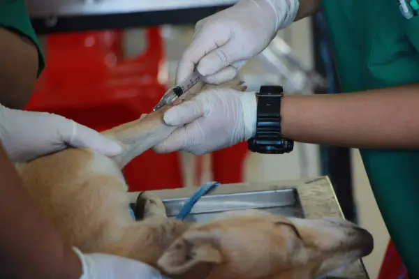 Mani guantate somministrano un'iniezione a un cane, parte di un trattamento di chemioterapia per cani.