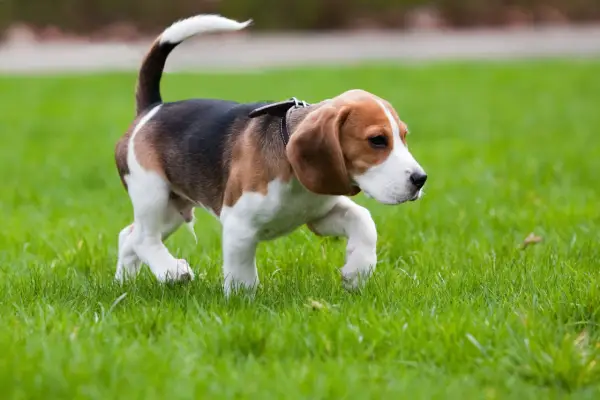 Un beagle corre sull'erba, il mio cane zoppica ma corre con gioia, la sua coda bianca si alza fiera.