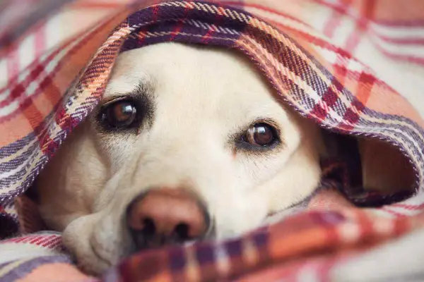 Un cane con le orecchie fredde si nasconde sotto una coperta a quadri, con solo gli occhi e il naso visibili.