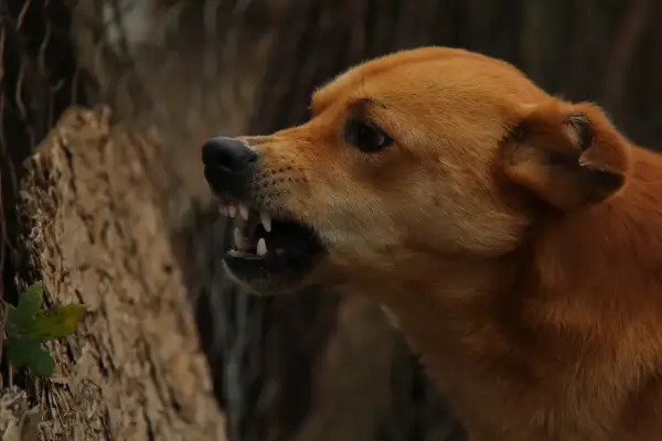Cane ringhia mostrando i denti. Un segno per capire se un cane ha la rabbia è un comportamento aggressivo e ringhi.