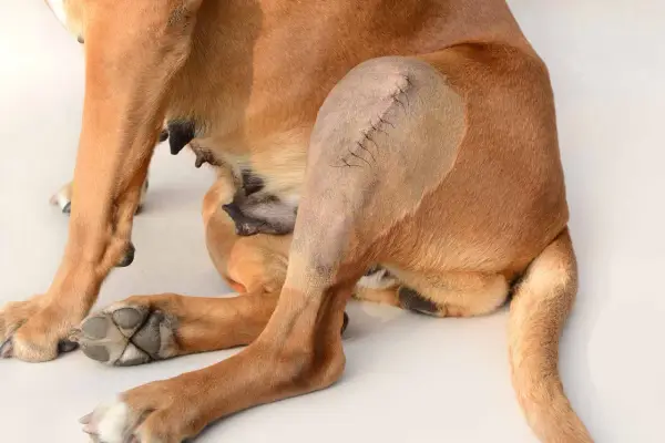 Cane con zoppia post-operatoria, probabile rottura legamento crociato posteriore cane quando necessario operare.