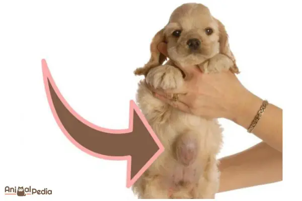 Cucciolo di cane con ernia ombelicale visibile.