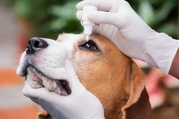Mani guantate somministrano collirio a un cane beagle, forse per un igroma o un'altra condizione oculare.