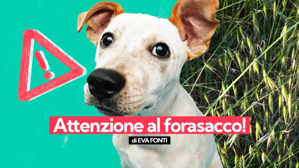Forasacchi nel cane - sintomi, cosa fare e prevenzione